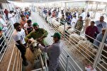 Eid Al-Adha: Muslim Feast of Sacrifice Explained