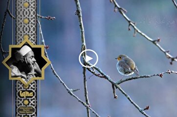 Heavenly Recitations: Verse from Surah Hud by Sheikh Mohammad Rafat