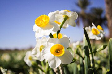 Harvesting Daffodils in Southern Iran