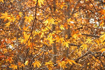Symphony of Autumn Colors at Tehran’s Saadabad  