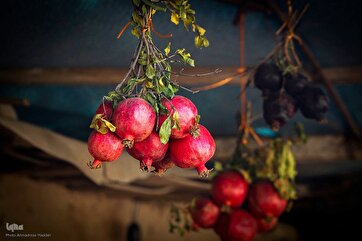 Photo Gallery: Pomegranate Harvest Season in Shiraz