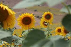 Cosecha de girasol en el noreste de Irán