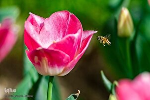 8º Festival de los Tulipanes en Karaj