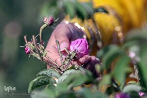 Recogiendo rosas en el suroeste de Irán