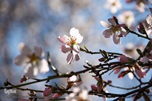 Flores de primavera en el suroeste de Irán