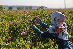 Cosecha de rosas en Qom