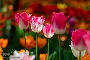 Festival de tulipanes