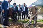 کاشت نهال زیتون توسط نماینده ولی فقیه در فارس
