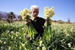 برداشت گل نرگس از روستای بالاشهر شهرستان خفر
