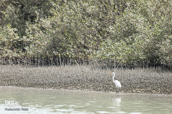 طبیعت صفر مرزی چابهار