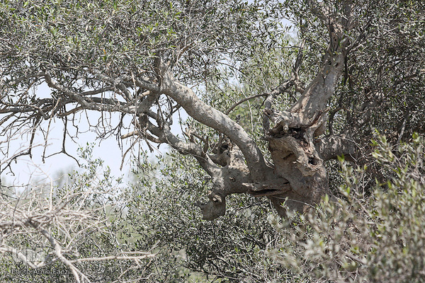 طبیعت صفر مرزی چابهار
