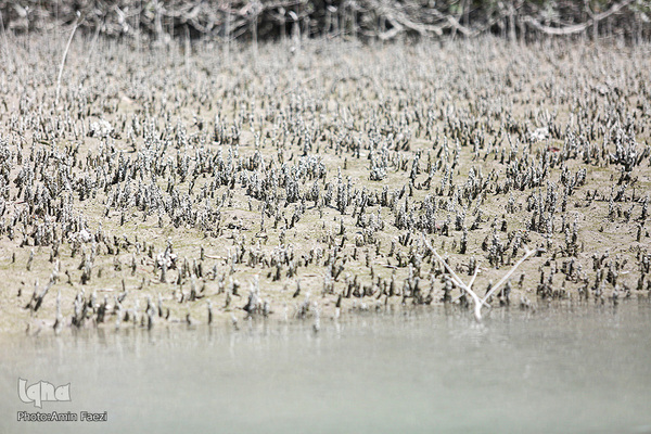 طبیعت صفر مرزی چابهار