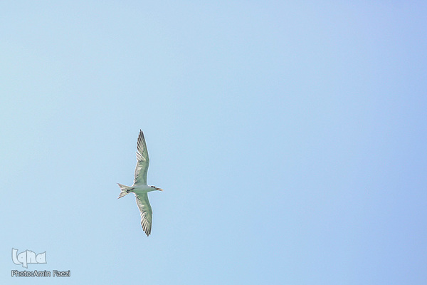 طبیعت صفر مرزی چابهار