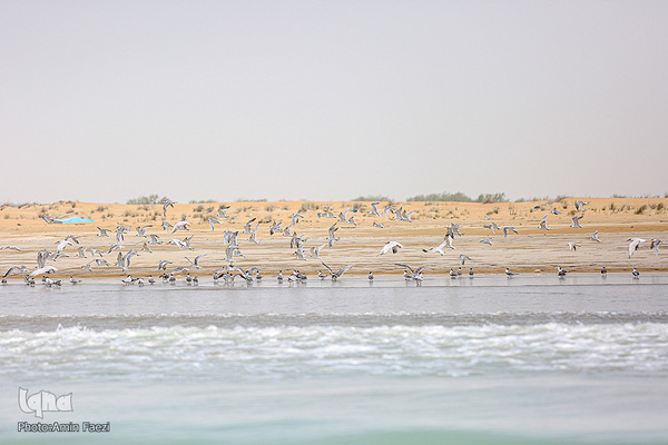 طبیعت صفر مرزی چابهار