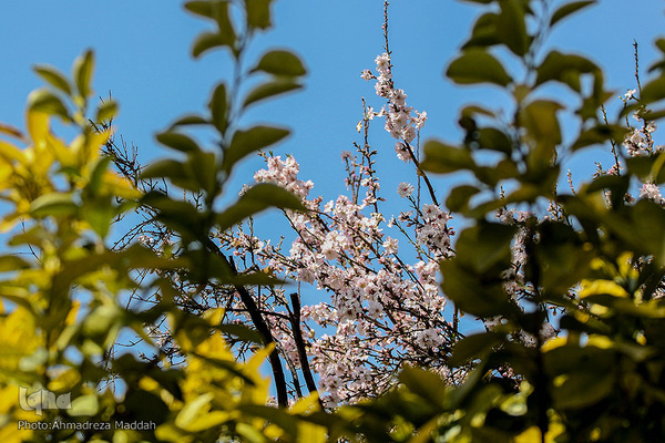شکوفه‌های زودهنگام شهر راز