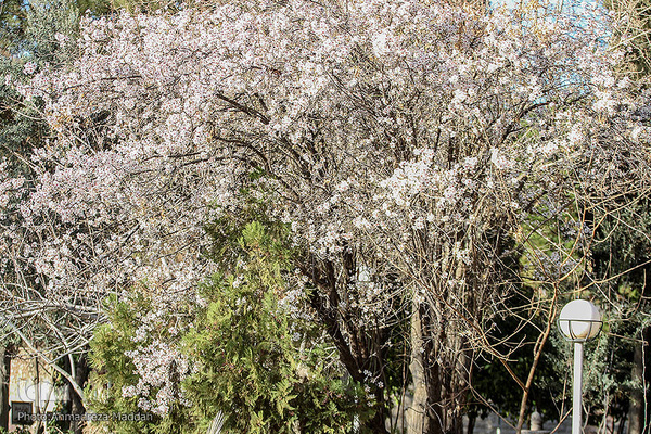 شکوفه‌های زودهنگام شهر راز