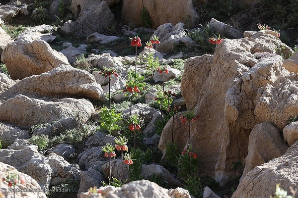 طبیعت دریاچه «برم فیروز» فارس‎‎