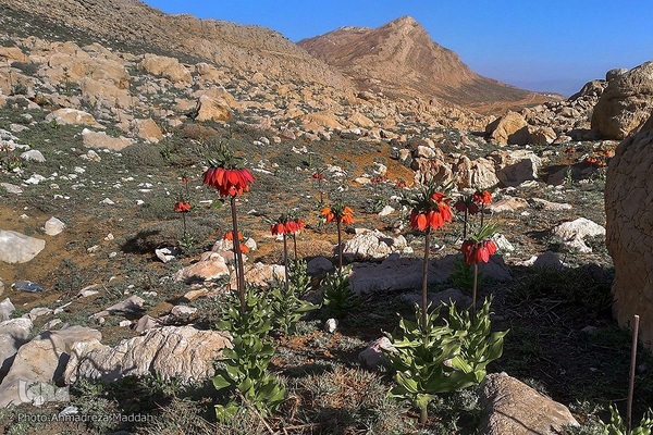 طبیعت دریاچه «برم فیروز» فارس‎‎
