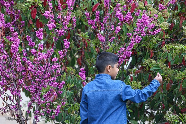جلوه بهار در باغ ارم شیراز‎‎