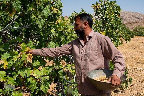 برداشت انجیر از باغات استهبان