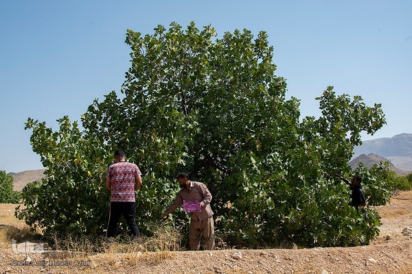 برداشت انجیر از باغات استهبان