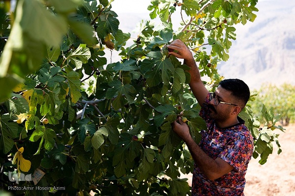 برداشت انجیر از باغات استهبان