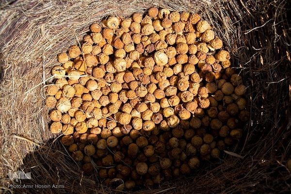 برداشت انجیر از باغات استهبان
