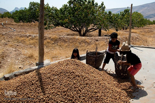 برداشت انجیر از باغات استهبان