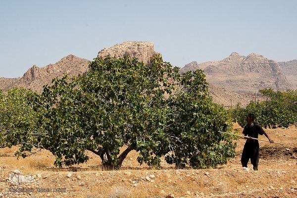 برداشت انجیر از باغات استهبان
