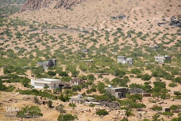 برداشت انجیر از باغات استهبان