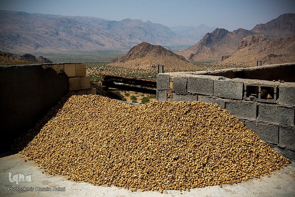 برداشت انجیر از باغات استهبان