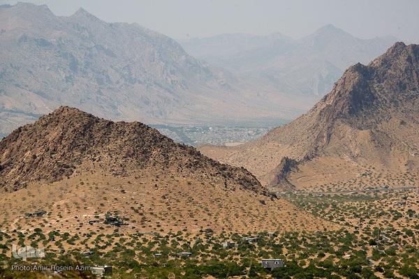 برداشت انجیر از باغات استهبان