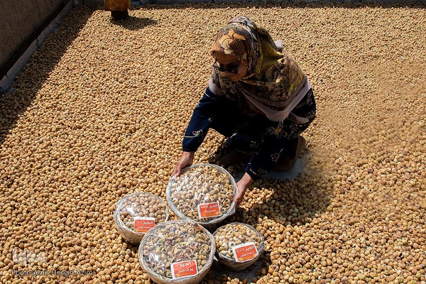 برداشت انجیر از باغات استهبان