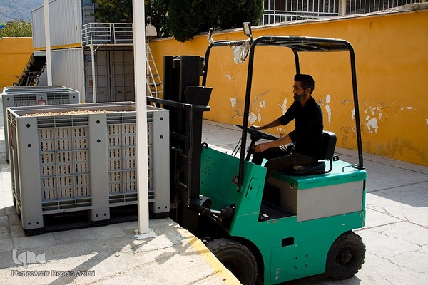 برداشت انجیر از باغات استهبان