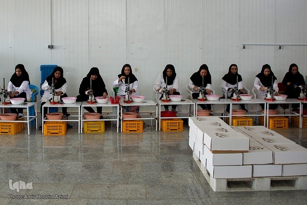 برداشت انجیر از باغات استهبان