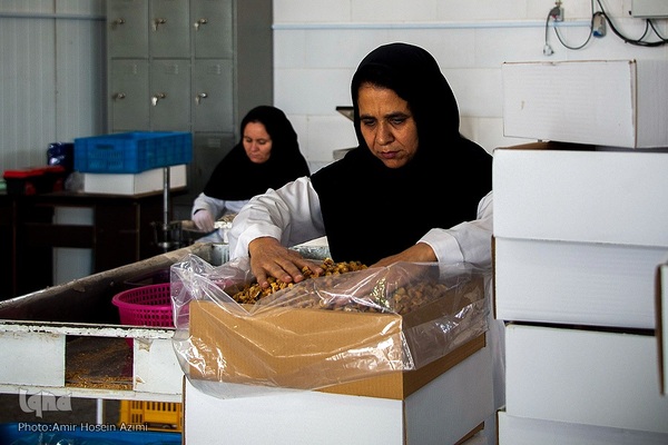 برداشت انجیر از باغات استهبان