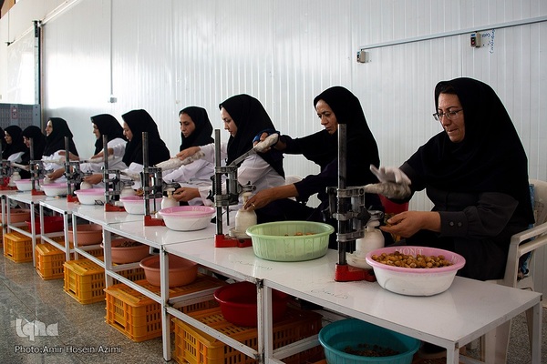 برداشت انجیر از باغات استهبان