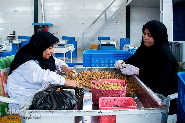 برداشت انجیر از باغات استهبان