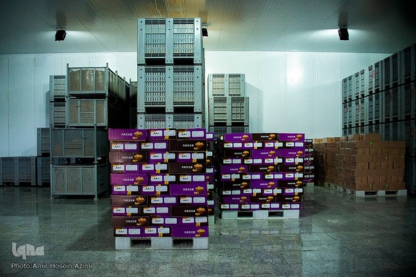 برداشت انجیر از باغات استهبان