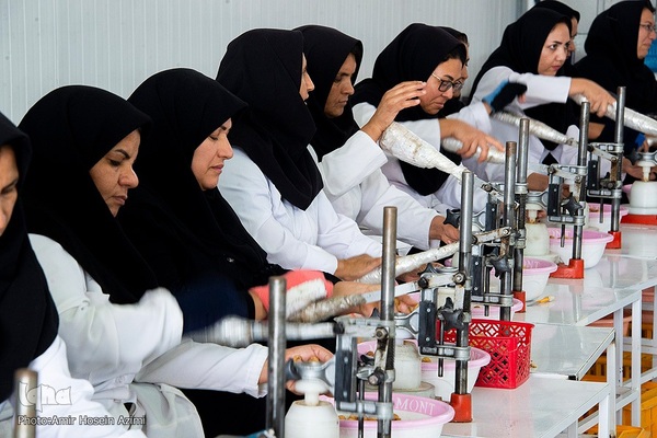 برداشت انجیر از باغات استهبان