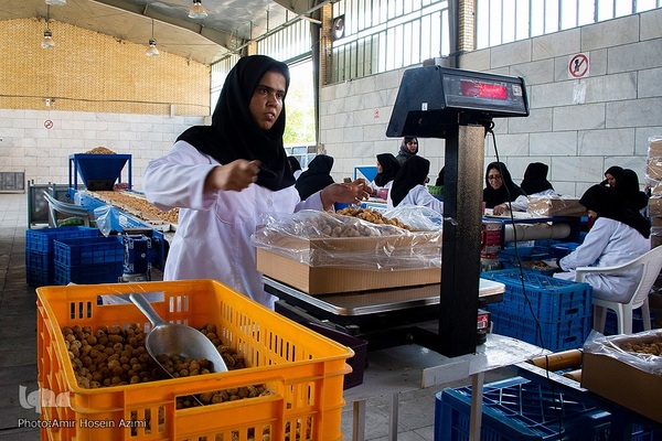 برداشت انجیر از باغات استهبان