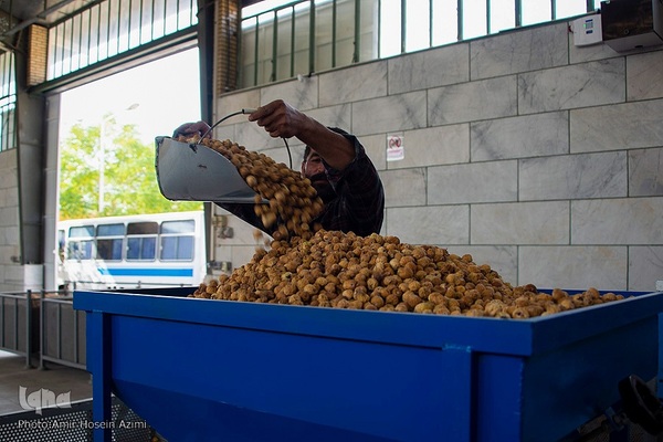 برداشت انجیر از باغات استهبان