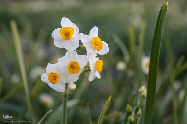 برداشت گل نرگس