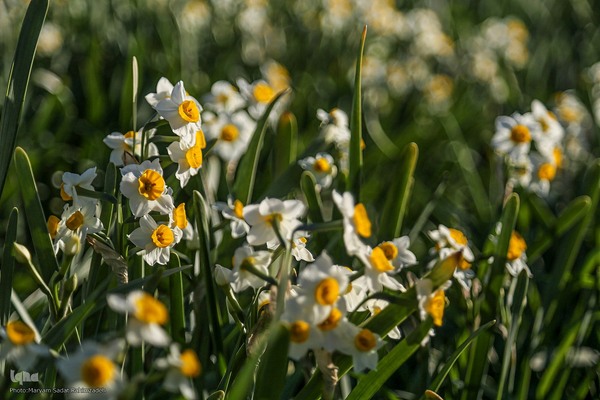 برداشت گل نرگس