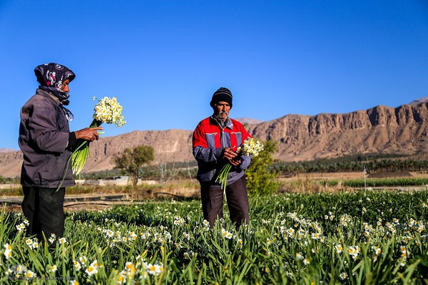 برداشت گل نرگس