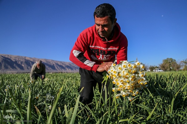 برداشت گل نرگس