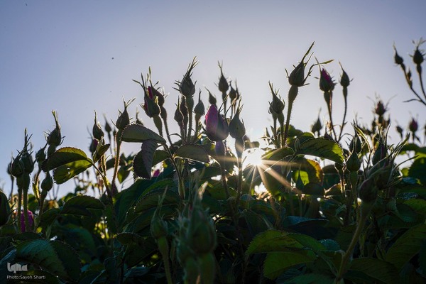 جشنواره گل محمدی در میمند فارس