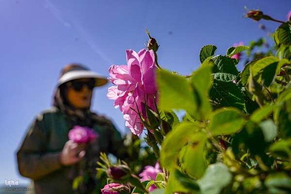 جشنواره گل محمدی در میمند فارس