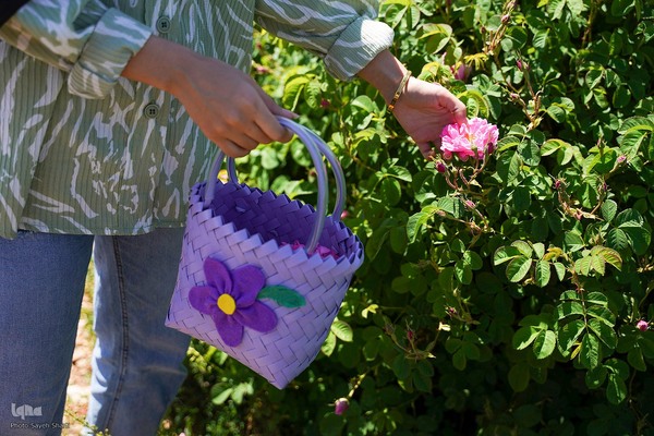 جشنواره گل محمدی در میمند فارس