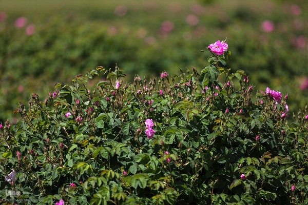 جشنواره گل محمدی در میمند فارس